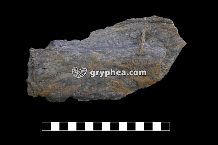 Schiste métamorphique - échantillon - gryphea.com